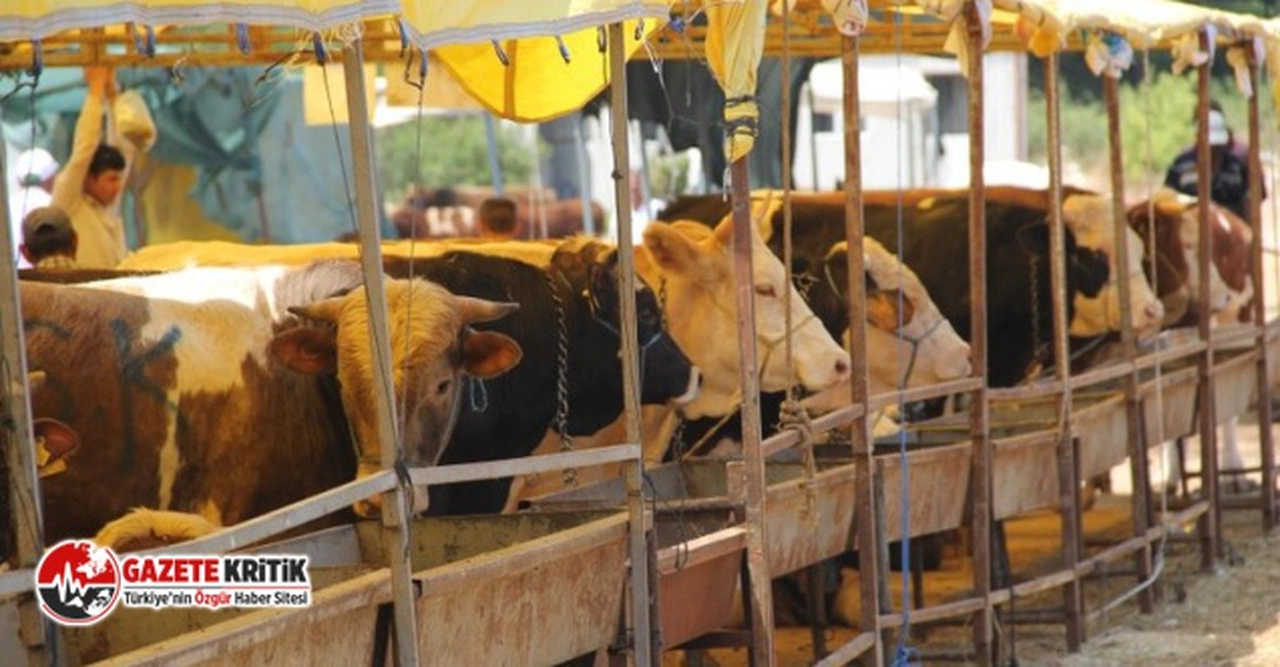 Kurbanlık fiyatları 'uçtu': Yüzde 150 zam geldi