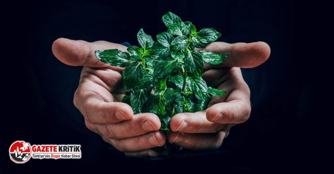 Daha Yeşil Yarınlar İçin Bugünün Bireysel Önlemleri