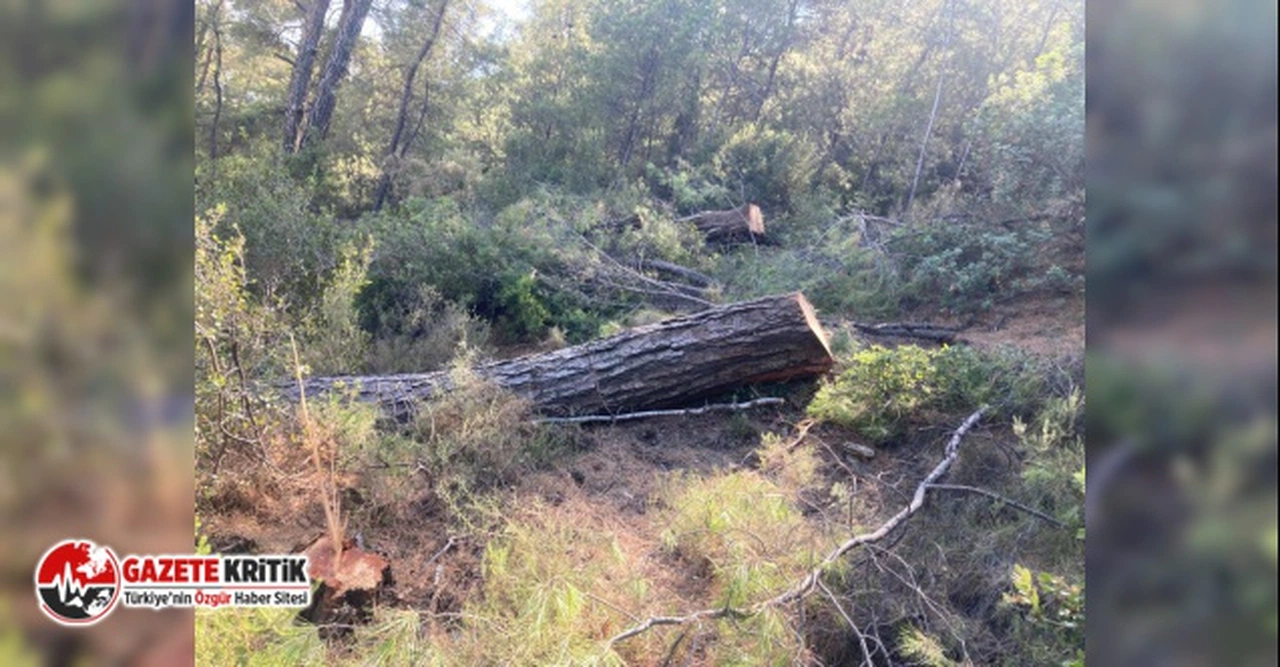 AKBELEN ORMANI'NDA DİRENİŞ DE AĞAÇ KESİMİ DE SÜRÜYOR
