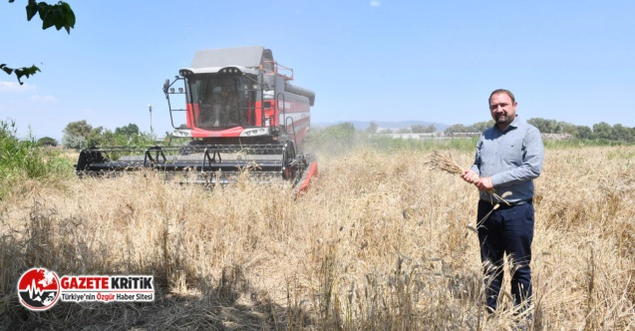 Çiğli Belediyesi'nden Örnek Tarım Uygulaması: İlk Defa Belediye Arazisinde Buğday Hasadına Başlandı