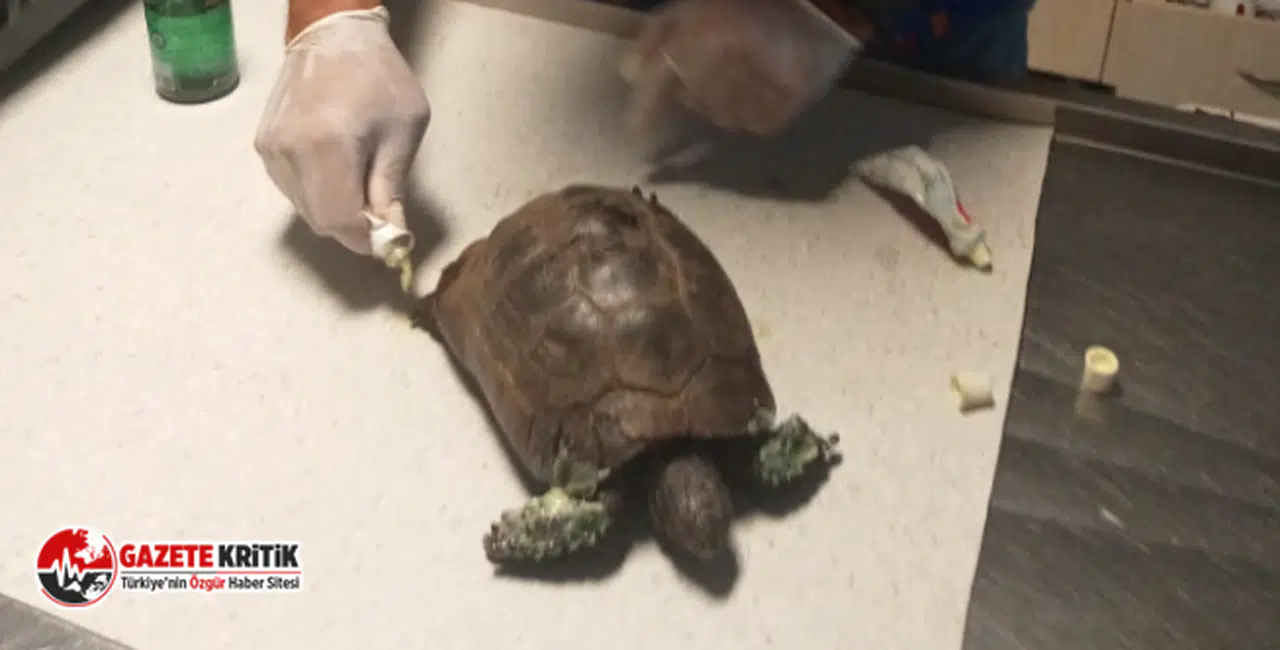 Bodrum Belediyesi: Yangında Kurtarılan Kaplumbağalar Tedavi Ediliyor