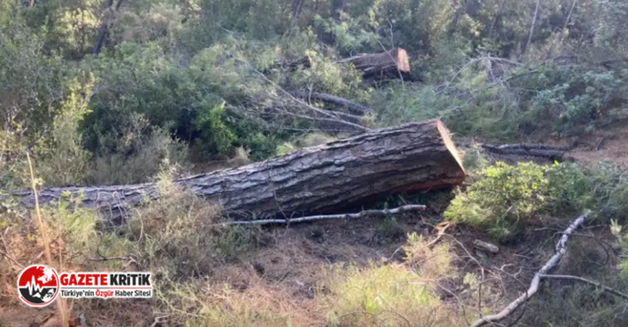 İzmir Milletvekili Bilici:Akbelen’de orman tahribatı ve yapılan müdahale gayrı hukukidir