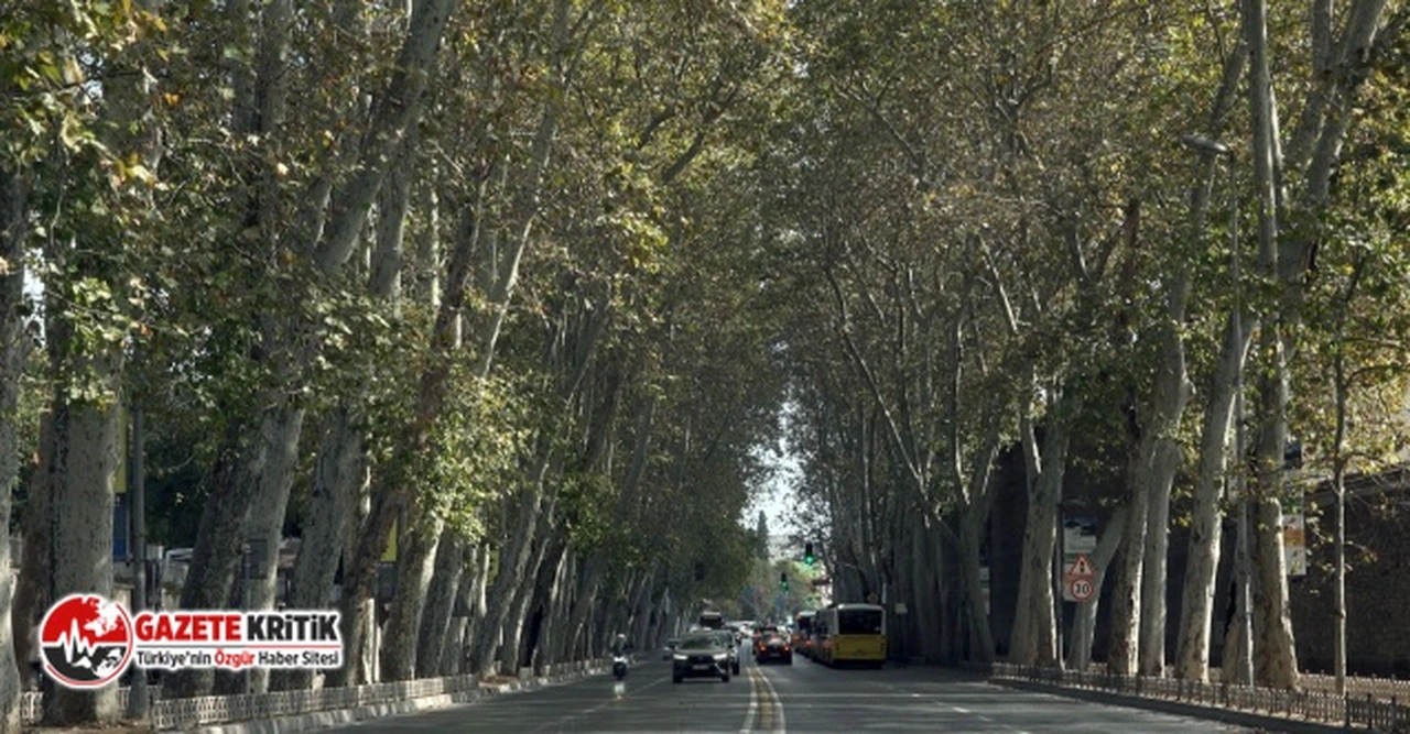 DOLMABAHÇE VE ÇIRAĞAN CADDELERİNDEKİ ÇINAR AĞAÇLARI YENİLENDİ