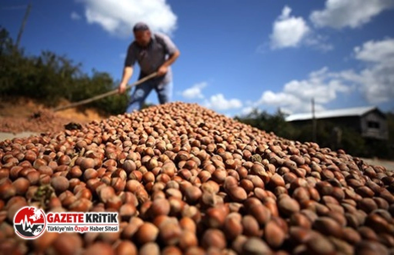CHP'li Seyit Torun’dan Fındık Desteklemelerinin Artırılması için Araştırma Önergesi
