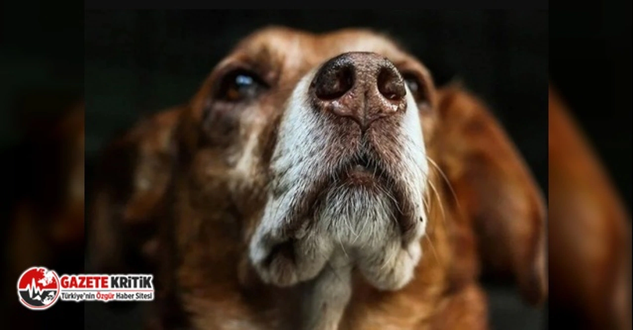 Sağlık örgütlerinden, kuduz açıklaması: 'Doğa ile bütünleşik bir yaşam mümkündür'