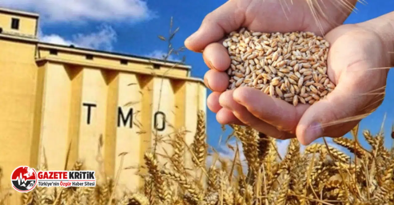 TMO'nun deposundan 300 kamyon buğday çalındığı ortaya çıktı