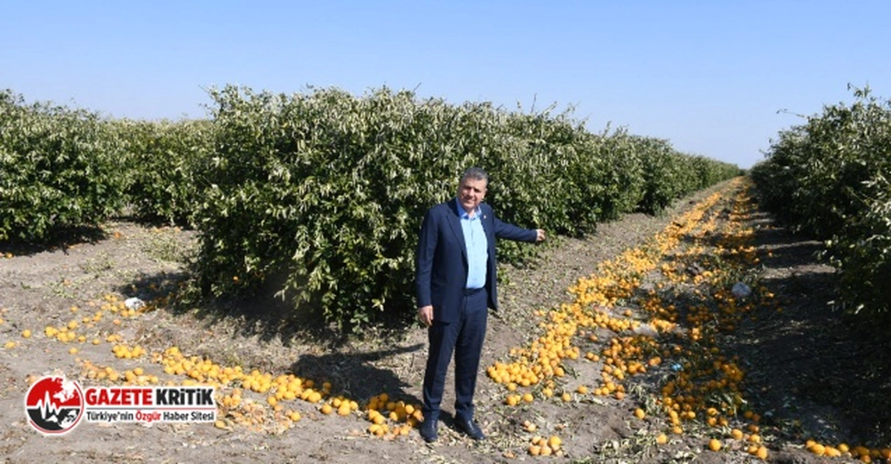 "Ürün para etmiyor, çiftçi ağaçları kesiyor"
