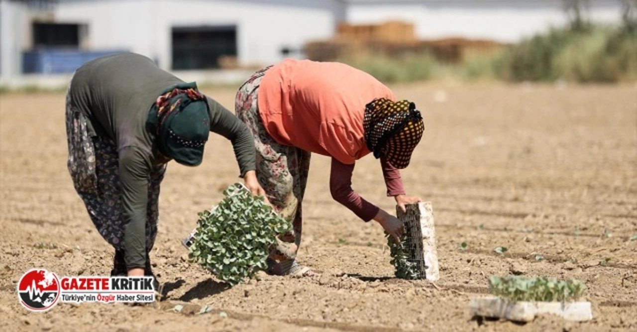 AKP’Lİ BAŞKANA GÖRE MEVSİMLİK TARIM İŞÇİLİĞİ, ŞANLIURFALILAR İÇİN TATİL!
