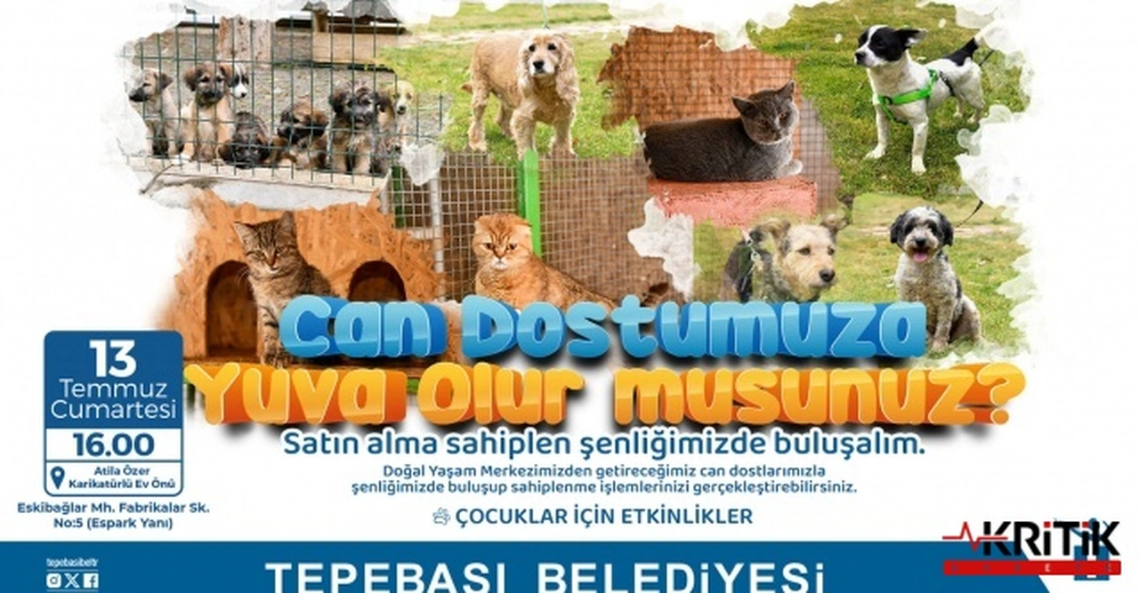 Can dostlar ev arıyor: "Satın alma sahiplen" şenliği