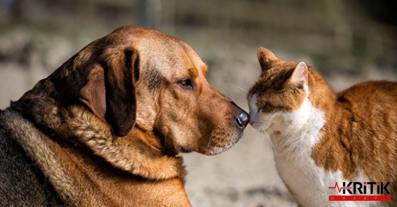 CHP'Lİ SERKAN SARI:AKP İKTİDARI SOKAK HAYVANLARI CİNAYETLERİNİ MEŞRULAŞTIRMAYA ÇALIŞIYOR