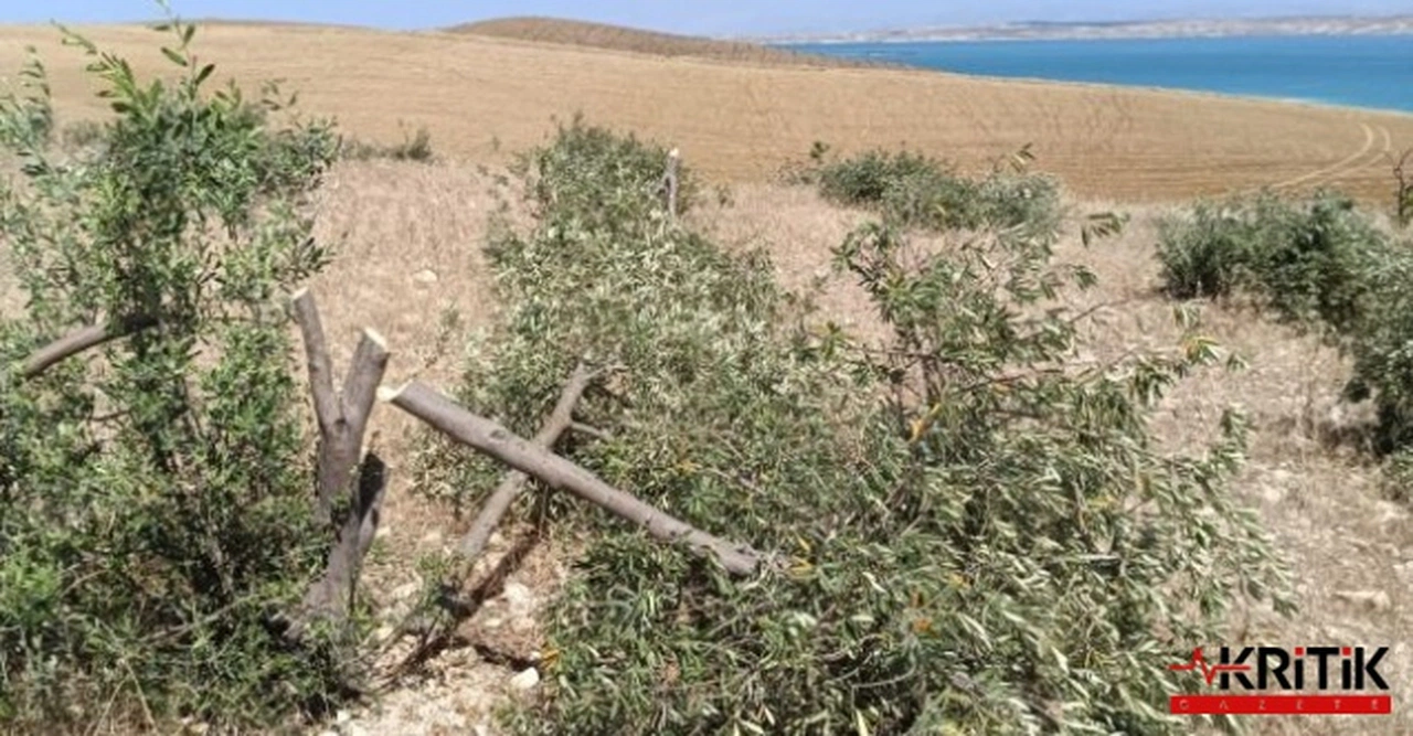 "GÖREVİ ZEYTİN AĞACINI KORUMAK OLAN KURUM SUÇ İŞLEDİ"