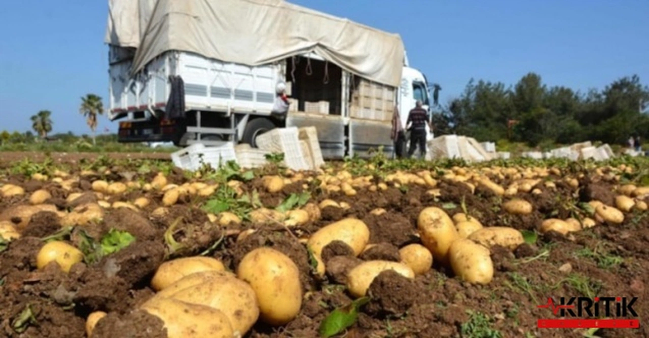 Tarlada 4 lira olan patates market rafında 20 lira