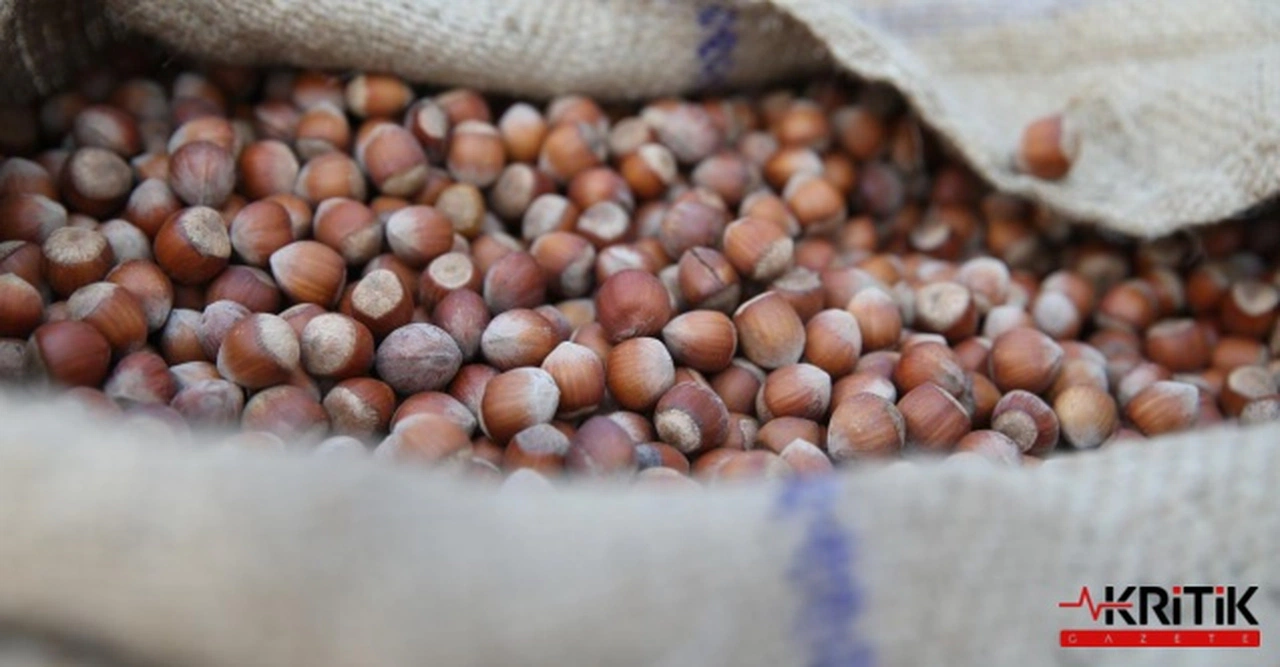 CHP'li Orhan Sarıbal: Fındık üreticileri emeğinin karşılığını almalıdır