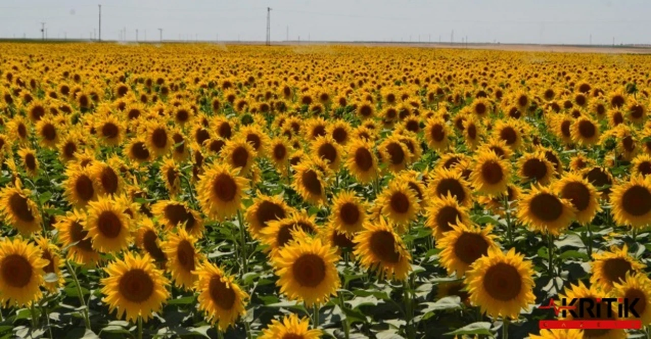 CHP'li Orhan Sarıbal:Ayçiçeğinde alım fiyatları düşük