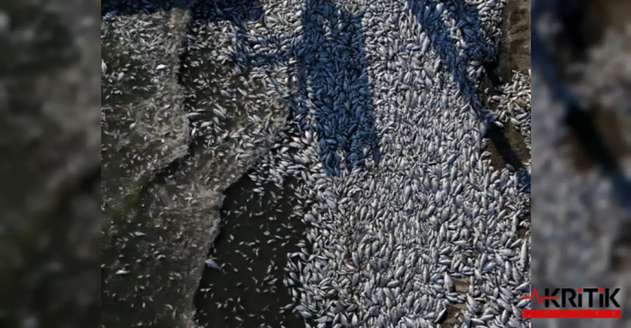 İzmir körfezi'ndeki kirlilik ve balık ölümlerinin arkasında Büyükşehir'e bağlı şirket çıktı