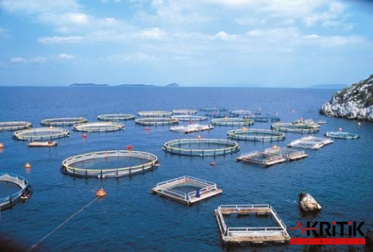 2017’den Bu Yana 36 Balık Çiftliği İçin ÇED Başvurusu Yapıldı