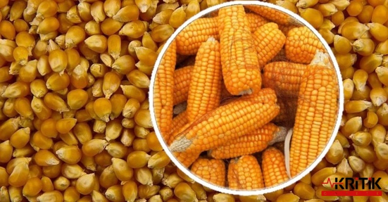 Türkiye son 26 yılda 37 milyon ton mısır ithal etti