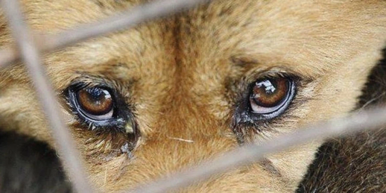 Sokak hayvanlarını zehirleyenlere hapis cezası geliyor