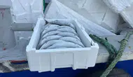 Karadeniz'de Palamut 35 TL'ye Düştü! Balıktan Pahalı Strafor Kasa Şaşırttı: Tanesi 100 TL