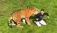 İngiltere'de Hayvanat Bahçesinde Dehşet! Kaplanların Bulunduğu Bölüme Atlayan Adam Hayatını Kaybetti