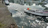 3 Tanesi 100 Liradan Satılıyor! Palamut Bolluğu Limanı Balık Mezarlığına Çevirdi