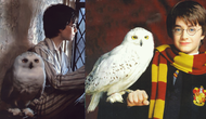 Harry Potter Geri Dönüyor! Hogwarts'a Dönüş İçin Geri Sayım Başladı