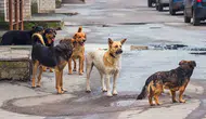 Bakandan Sokak Köpekleri İçin Ekim Ayı Açıklaması: “Kalan Hayvanlar Barınaklara Alınacak”