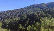 Altın madeni için Madra Dağı'nda 66 bin ağaç kesilecek