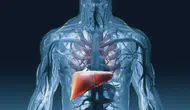 Karaciğer Sağlığını Korumak İçin Ne Yapmalıyız? Karaciğer Hastalıkları Nelerdir? Karaciğer Anatomisi