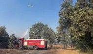 Muğla'daki orman yangınına müdahale, hayvanlar için acil yardım seferberliğiyle desteklendi