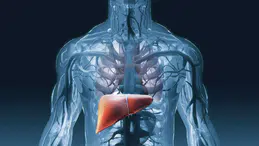 Karaciğer Sağlığını Korumak İçin Ne Yapmalıyız? Karaciğer Hastalıkları Nelerdir? Karaciğer Anatomisi