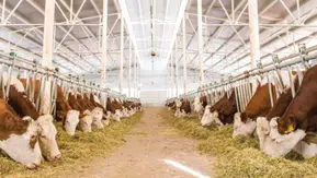 CHP'li Gürer: “3 yılda 112 bin hayvancılık işletmesi kapandı”