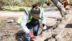 Bodrum'da fırtına sonrası devrilen ağaçlar yeniden dikiliyor