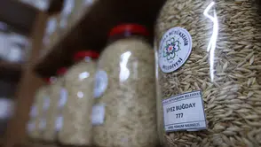 Muğla’dan Türkiye’nin 81 İline 3 Milyon Ata Tohumu Gönderildi