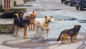 Bakandan Sokak Köpekleri İçin Ekim Ayı Açıklaması: “Kalan Hayvanlar Barınaklara Alınacak”