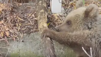 Tunceli'de vurulan yavru boz ayı için balistik inceleme başlatıldı