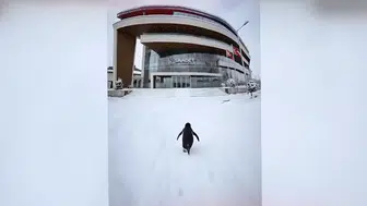 Saadet Partisi’nin “Penguenli” Paylaşımı Siyasette ve Sosyal Medyada Gündem Oldu