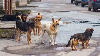 Bakandan Sokak Köpekleri İçin Ekim Ayı Açıklaması: “Kalan Hayvanlar Barınaklara Alınacak”