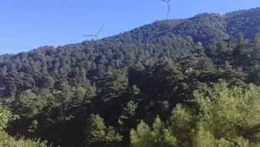 Altın madeni için Madra Dağı'nda 66 bin ağaç kesilecek