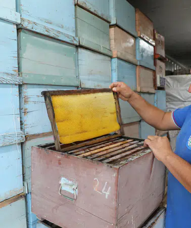 Muğla'da Arıcılar İçin "Temiz Petek" Projesi, 236 Bin Petek Şoklayarak Üretimi Destekliyor