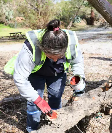 Bodrum'da fırtına sonrası devrilen ağaçlar yeniden dikiliyor