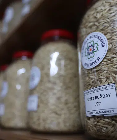 Muğla’dan Türkiye’nin 81 İline 3 Milyon Ata Tohumu Gönderildi