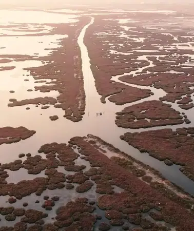 İzmir Körfezi’nde deniz marulu alarmı: Uzmanlara göre kalıcı çözüm Gediz Havzası’nda