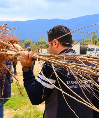 İzmir Büyükşehir’den Beydağlı üreticiye çifte destek: İpekböcekçiliği ve kestane üretimi için yeni adım