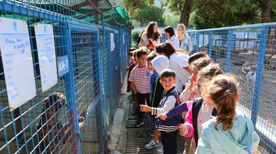 Bodrum Belediyesi, sokak hayvanları için bakım merkezlerini yeniliyor ve kısırlaştırma hizmetlerini artırıyor.