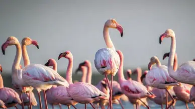 Türkiye'deki otoban projesi, dünyadaki flamingo nüfusunu tehlikeye soktu!