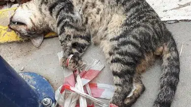 Kaldırımda kafası kesilmiş kedi bulundu!