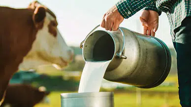 Eylül ayında inek sütü üretiminde  yüzde 4,3 azalma, içme sütünde  yüzde 4,8 artış gözlemlendi