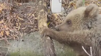 Tunceli'de vurulan yavru boz ayı için balistik inceleme başlatıldı