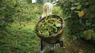 CHP'li Özgür Karabat'tan Ferrero'nun fındık alım durdurma kararına sert tepki!